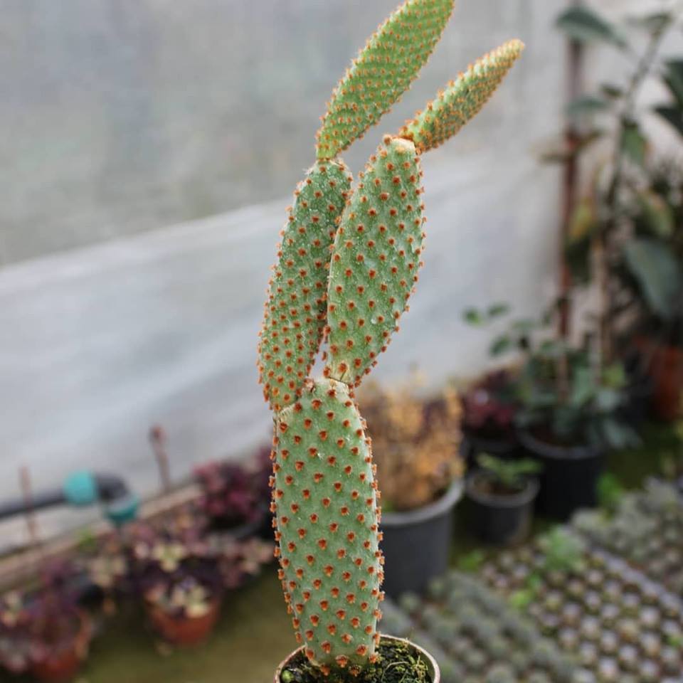 Tavşan%20Kaktüs%20/%20SARI%20Dikenli%20(Opuntia%20Microdasys%20Albata),%205.5%20Cm%20Saksıda