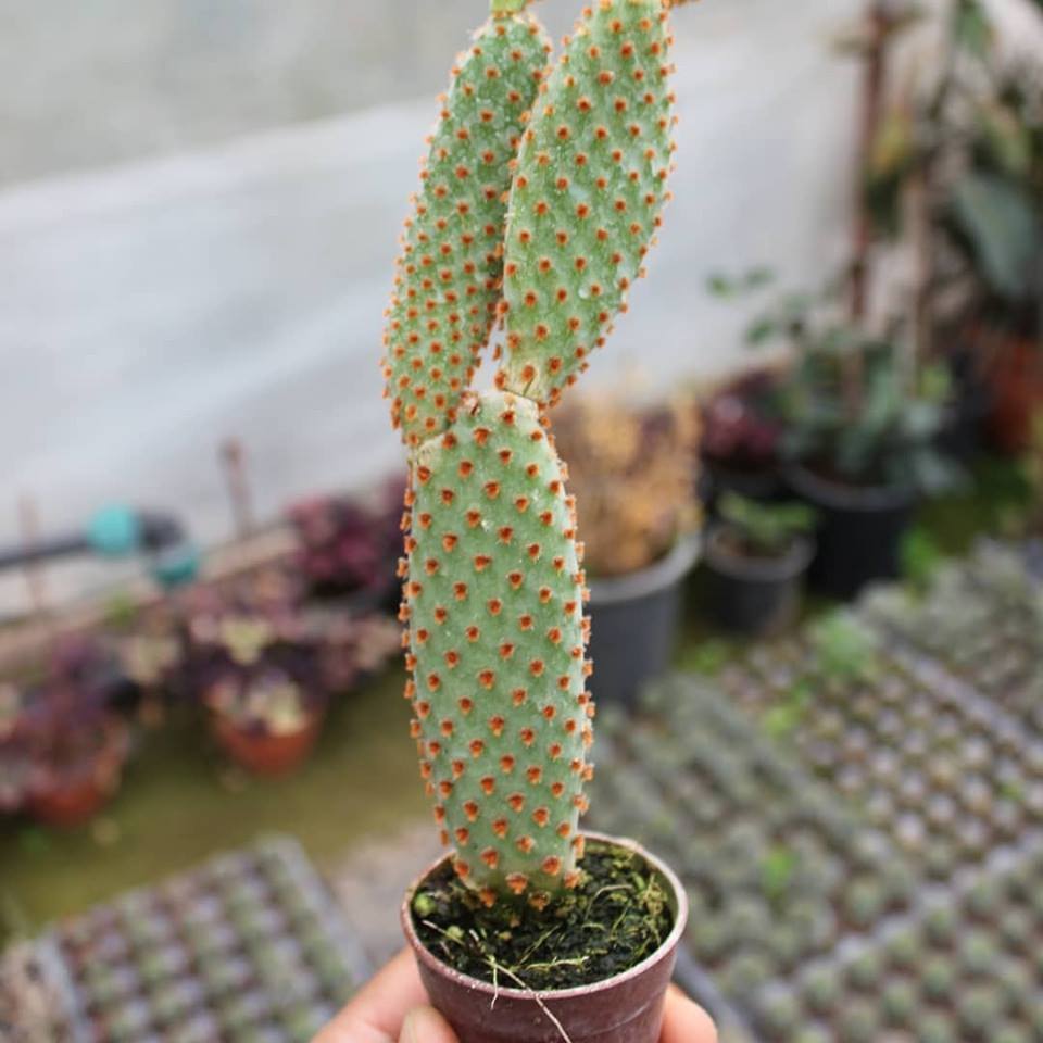 Tavşan%20Kaktüs%20/%20SARI%20Dikenli%20(Opuntia%20Microdasys%20Albata),%205.5%20Cm%20Saksıda