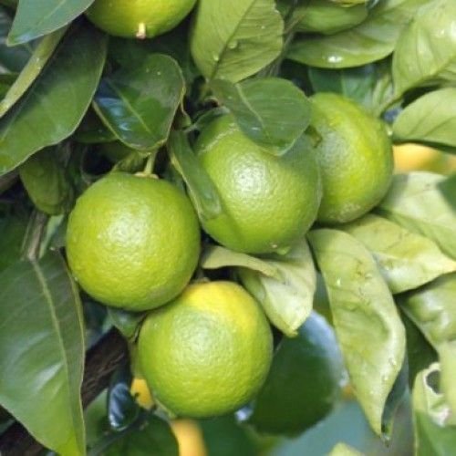 6%20Yaş%20Aşılı%20Tahiti%20Lime%20Yeşil%20Limon%20Fidanı,%20Saksıda